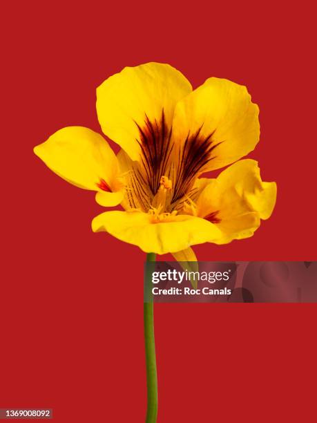 yellow flower - flores fotografías e imágenes de stock