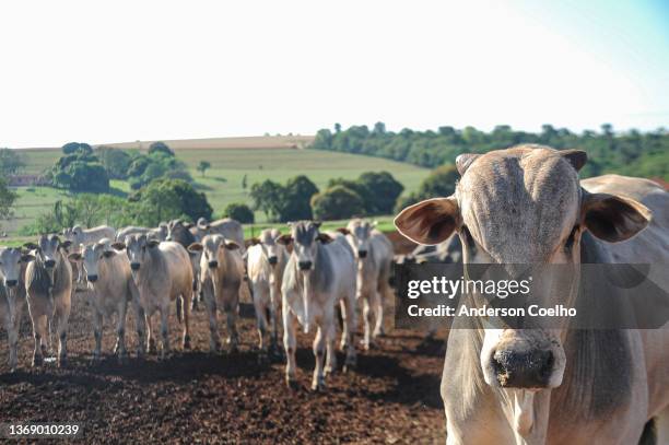nelore-fleischrinder im vordergrund auf einer nachhaltigen modellfarm - ranch stock-fotos und bilder