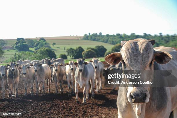 nelore-fleischrinder im vordergrund auf einer nachhaltigen modellfarm - nutztier stock-fotos und bilder