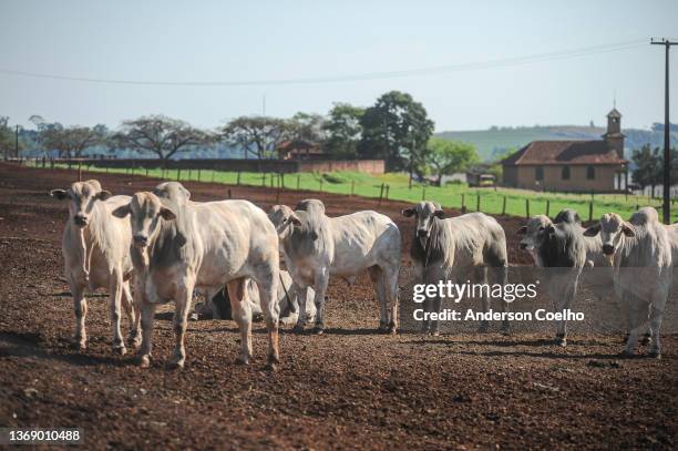 allevamento di giovani bovini da carne nelore in un'azienda agricola modello sostenibile - tori anderson foto e immagini stock