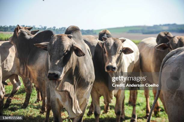 adult nellore beef cattle on a sustainable farm - cattle stock pictures, royalty-free photos & images