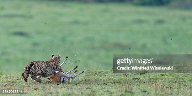 cheetah hunting an old thomsonbuck - cheetah chasing gazelle stock pictures, royalty-free photos & images
