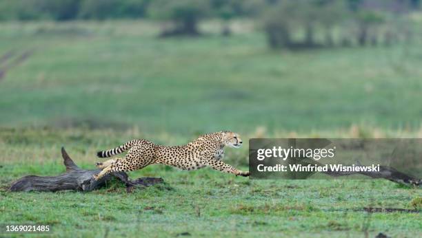 cheetah in full speed - geschwindigkeit stock pictures, royalty-free photos & images