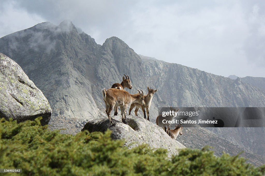 Herd of mountain goats in Sierra de Gredos