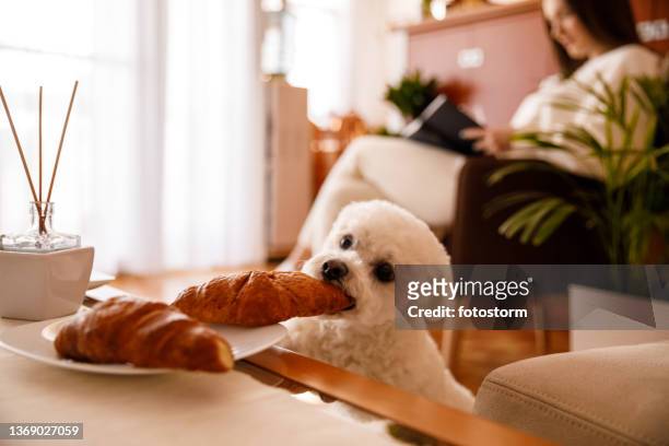 hungry little dog stealing a croissant off of the plate on a coffee table - monkey business stock pictures, royalty-free photos & images