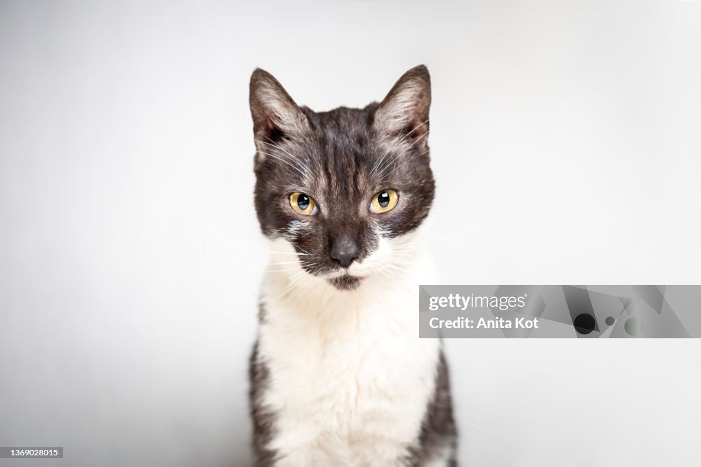 Portrait of a cat