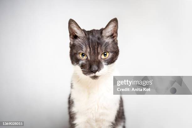 portrait of a cat - meowing stock pictures, royalty-free photos & images