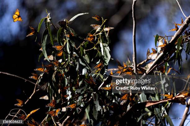 Monarch butterflies gather in eucalyptus trees at Pismo State Beach Monarch Butterfly on February 05, 2022 in Pismo Beach, California. After years of...