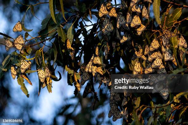 Monarch butterflies cluster in eucalyptus trees at Pismo State Beach Monarch Butterfly on February 06, 2022 in Pismo Beach, California. After years...
