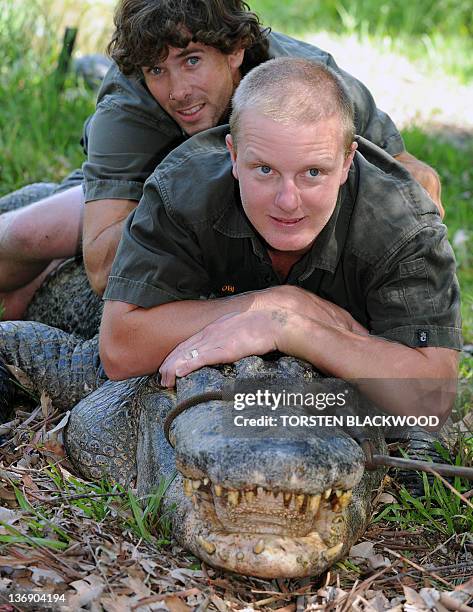 Reptile keepers Brad Gabriel and Chris Wallace try to control American alligator 'Mr Skinny' while alligator eggs are collected from a nearby nest at...