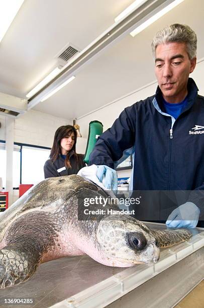 In this handout provided by SeaWorld San Diego, senior aquarist Tony Paulicano and veterinary technician Jennifer Rego treat a sick Olive Ridley sea...