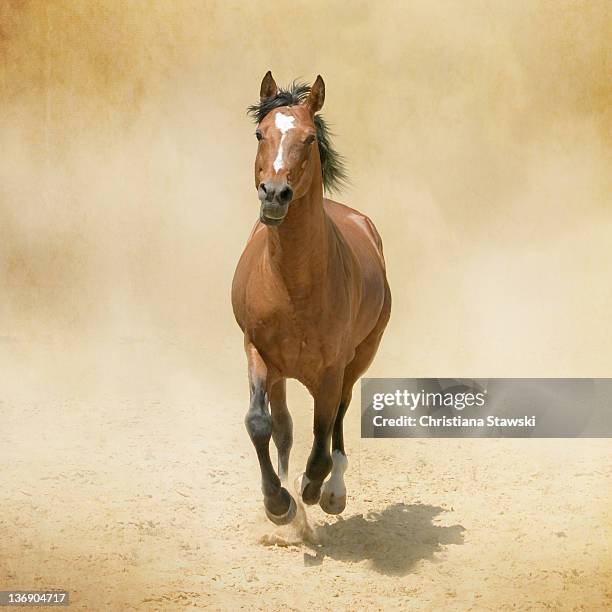 bay horse galloping in dust - arabische volbloed stockfoto's en -beelden