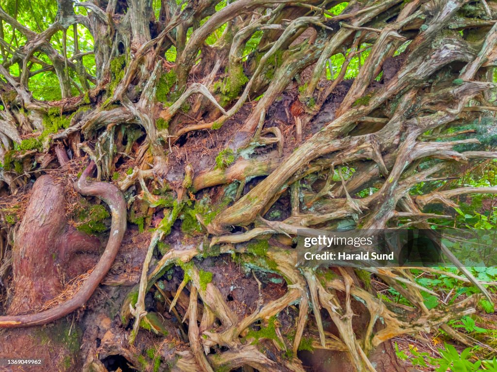 Tree Roots Up Uprooted Large Tree In An Old Growth Forest Showing The Pattern And ...