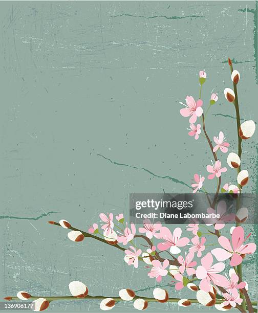 illustrations, cliparts, dessins animés et icônes de pussy willows et de cerisiers en fleurs - saule blanc