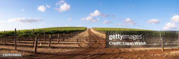 barossa valley vineyards - vineyard australia stock-fotos und bilder