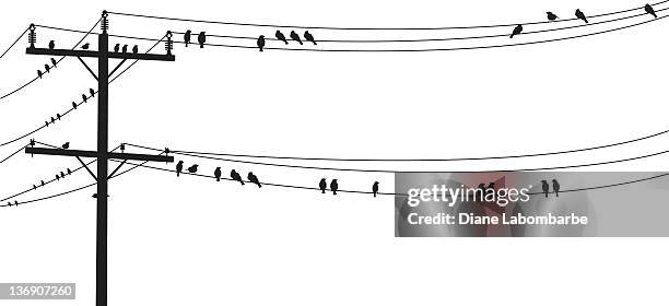 several b&w birds perched on a old telephone wire - birds b w stock illustrations