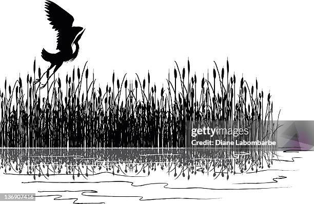 great blue heron flying over cattails in marsh grey scale - blue heron stock illustrations