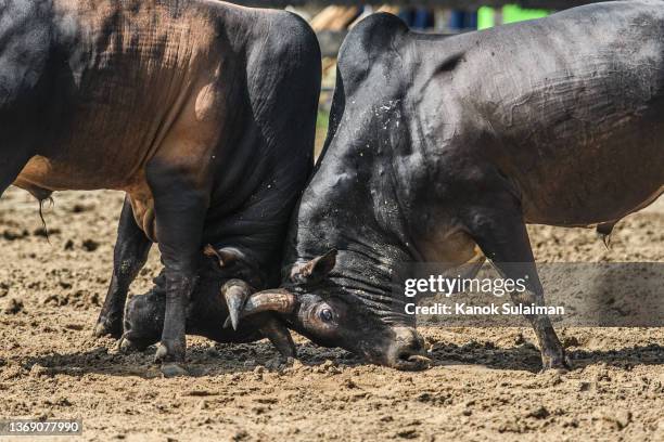 Bull Boxing 1,350 Two Bulls Fighting Stock Photos, High-Res Pictures, and Images ...