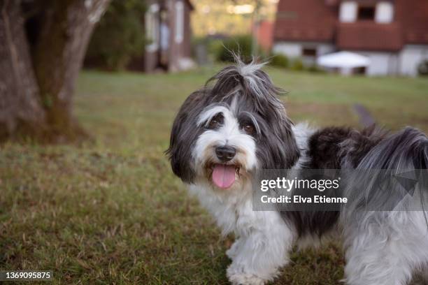 young black and white dog, ready to play, in a back yard in summertime - havanese stock pictures, royalty-free photos & images