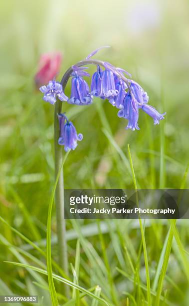 close-up image of beautiful spring flowering english bluebell flowers also known as hyacinthoides non-scripta - blue flower fotografías e imágenes de stock