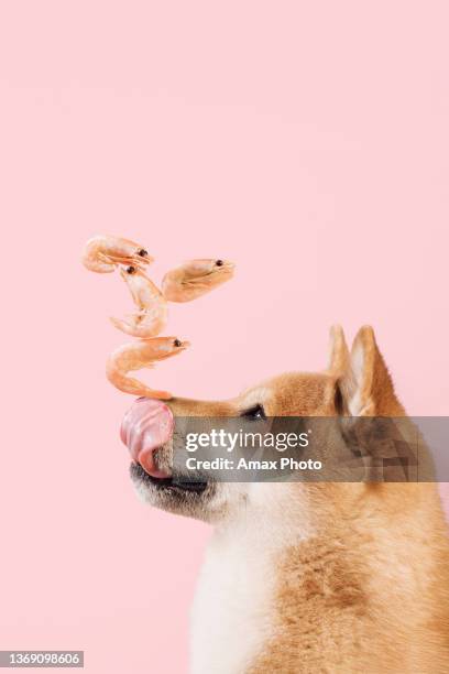 funny dog ​​with shrimp balance on pink background - shrimp animal stock pictures, royalty-free photos & images