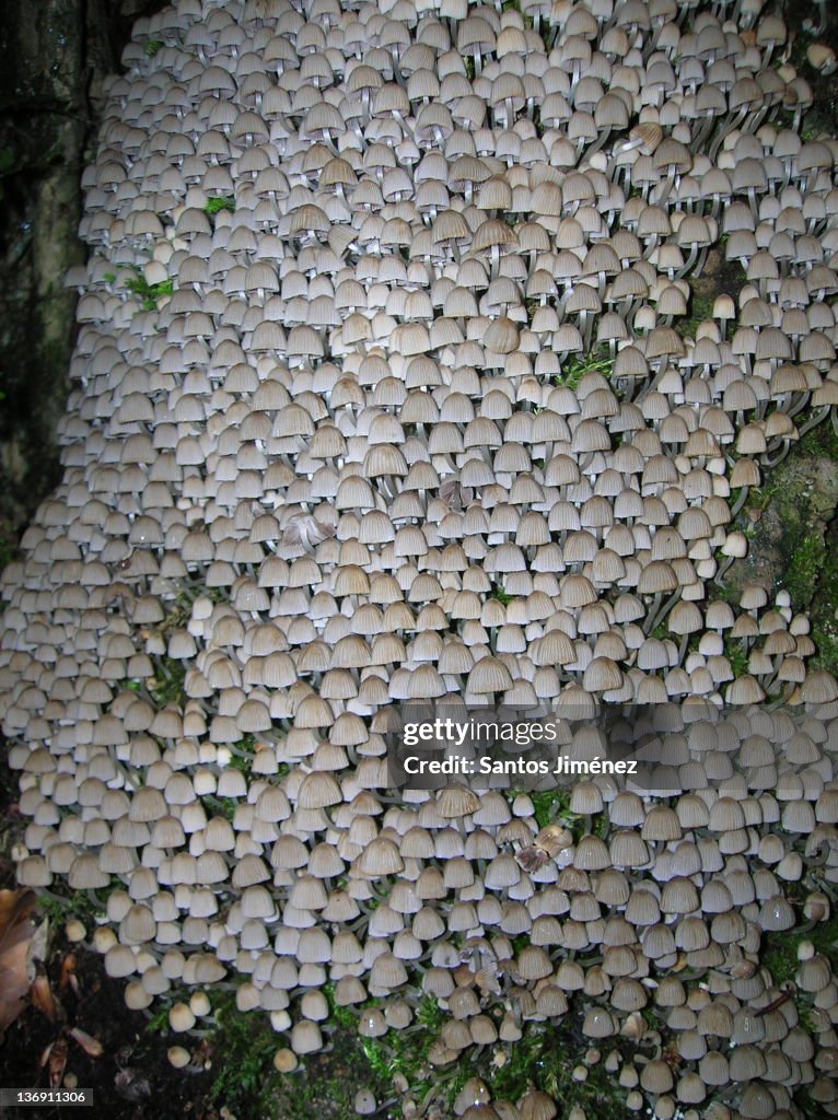 Coprinus disseminatus