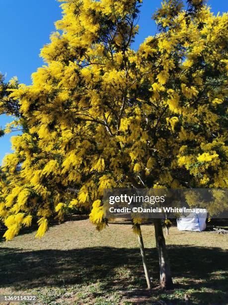 mimose - mimose fotografías e imágenes de stock