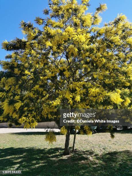mimose - acacia tree stock pictures, royalty-free photos & images