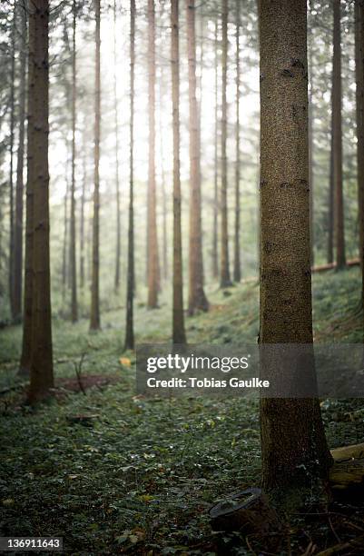 woods forest - tobias gaulke fotografías e imágenes de stock