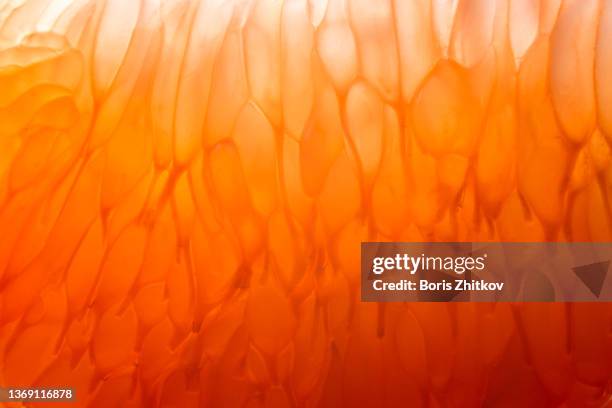 grapefruit - macrophotography stock pictures, royalty-free photos & images