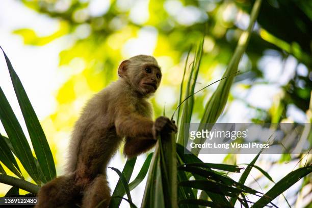 White-fronted capuchin is seen in a natural reserve on the Port of Cartagena in Cartagena, Colombia on February 4, 2022..