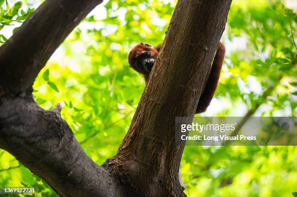 White-fronted capuchin is seen in a natural reserve on the Port of Cartagena in Cartagena, Colombia on February 4, 2022..