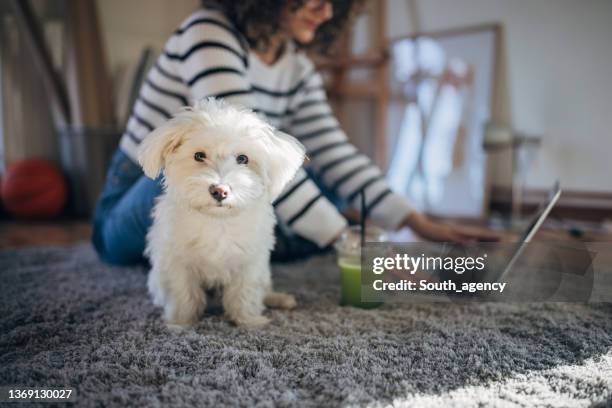 maltese dog - maltese dog stock pictures, royalty-free photos & images