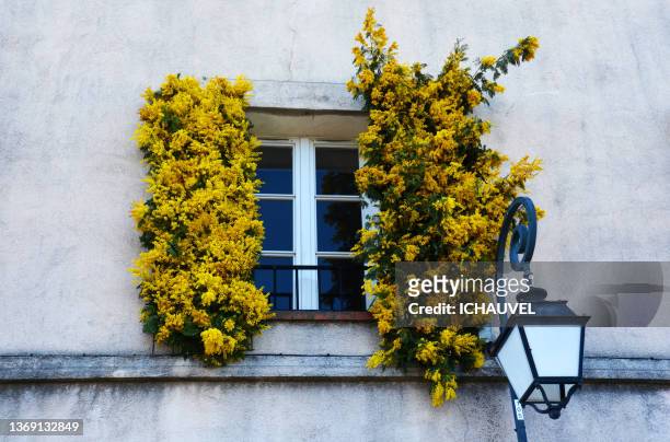 a window with mimosa south of france - tropical tree stock pictures, royalty-free photos & images