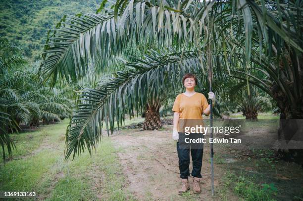 portrait asian chinese female palm tree plantation owner working at her plantation farm - oil palm imagens e fotografias de stock