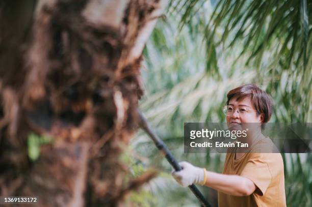 asian chinese female palm tree plantation owner working at her plantation farm - oil palm imagens e fotografias de stock