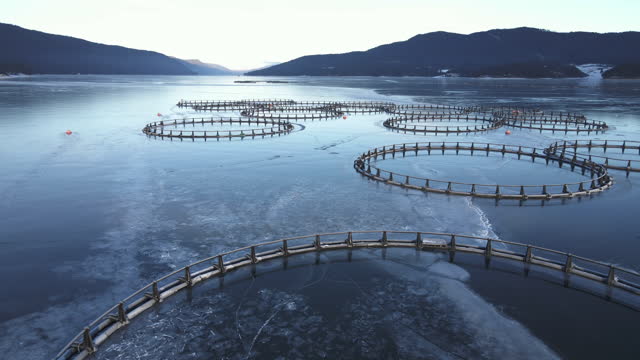 Fishing. Aerial view over large fish farm with lots of fish enclosures with ice in winter.