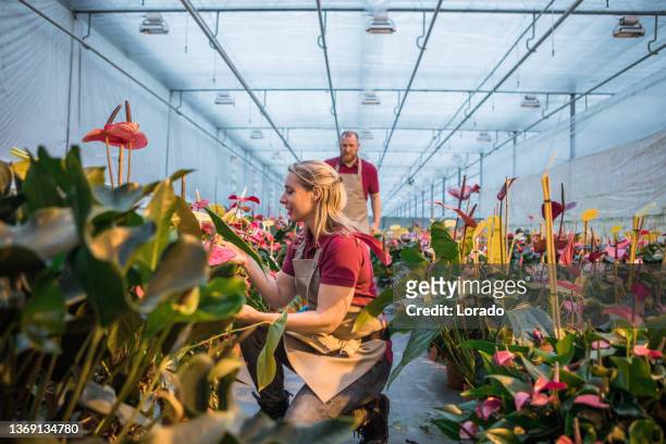 two farm workers in a flamingo plant greenhouse in holland - anthurium stock pictures, royalty-free photos & images