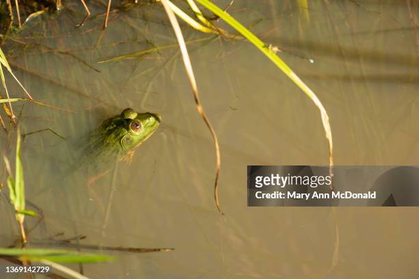 african bullfrog - african bullfrog stock-fotos und bilder