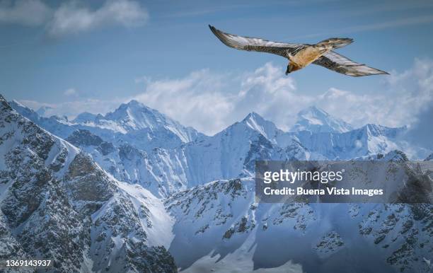 a griffon vulture flying over a snow covered mountains - majestic bird stock pictures, royalty-free photos & images
