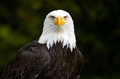 Bald eagle with blurred green background