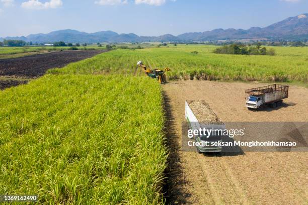 harvest sugarcane on the farm - sugar cane field stock-fotos und bilder