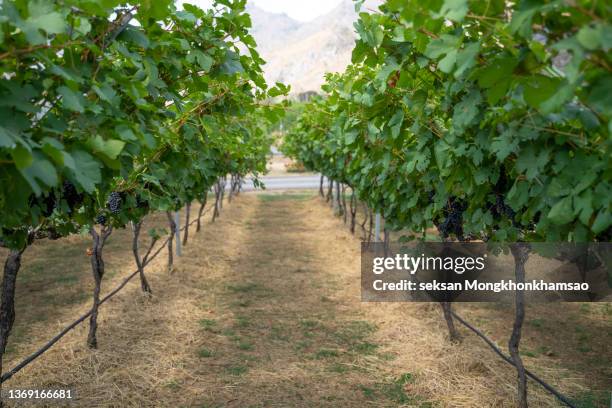 lush wine grapes clusters hanging on the vine - merlot ストックフォトと画像