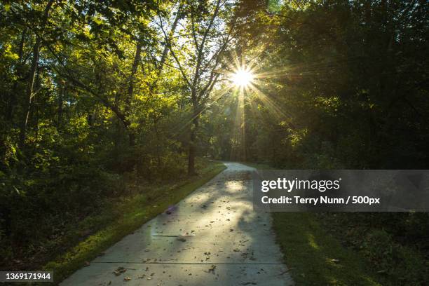 abstract lightroom color changes,empty road amidst trees in forest,ozark,missouri,united states,usa - ozark mountains stockfoto's en -beelden