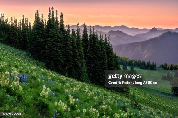 sunrise at mount rainier,scenic view of pine trees against sky during sunset,mount rainier national park,washington,united states,usa - v washington state stockfoto's en -beelden