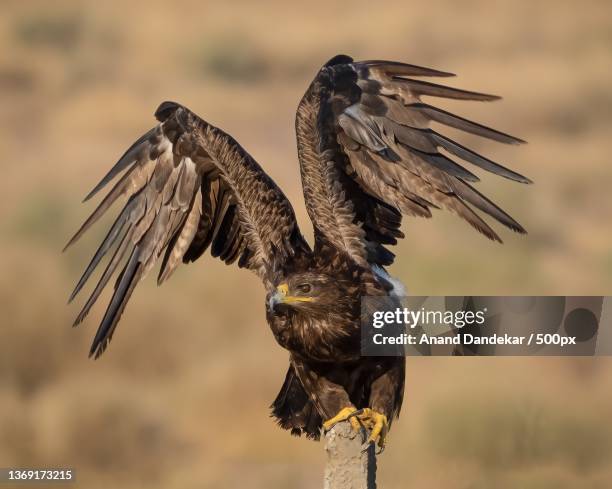 mighty steppe eagle,close-up of eagle flying over field - winter plumage stock pictures, royalty-free photos & images