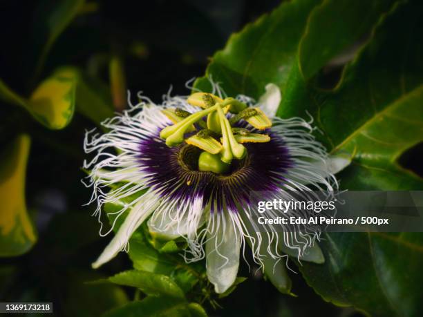 passion fruit flower,close-up of passion flower on plant - passion fruit flower images stock pictures, royalty-free photos & images