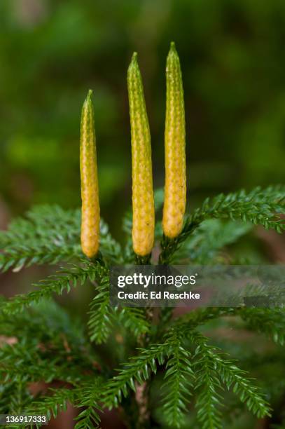 tree clubmoss with strobili (lycopodium obscurum) - strobilus imagens e fotografias de stock