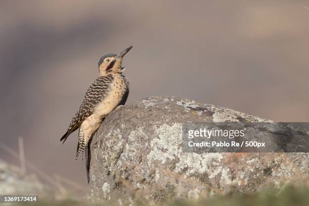 carpintero andino - colaptes rupicola,close-up of woodpecker perching on rock - carpintero stock-fotos und bilder