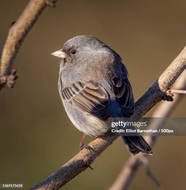 dark-eyed junco,close-up of dark perching on branch - junko stock-fotos und bilder